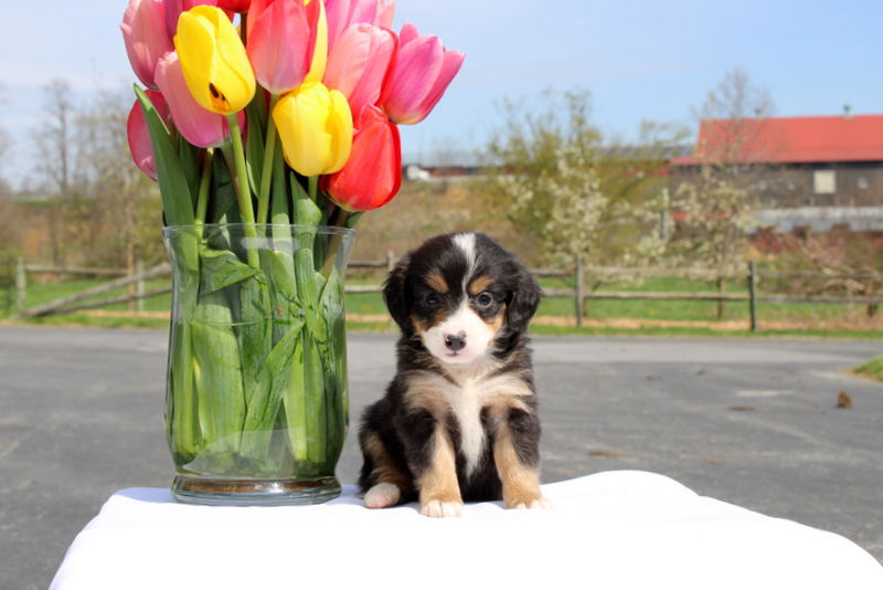 puppy, for, sale, Mini Bernedoodle F2, Matthew B. Stoltzfus, dog, breeder, Gap, PA, dog-breeder, puppy-for-sale, forsale, nearby, find, puppyfind, locator, puppylocator, aca